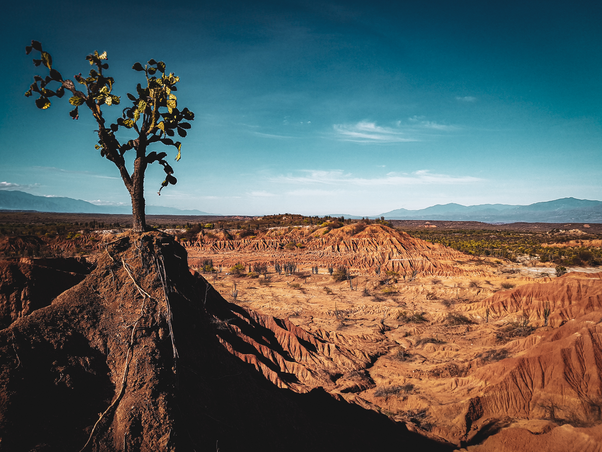 Tag5_080919_DesiertoTatacoaKaktus2_1